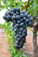 Bunch of black grapes