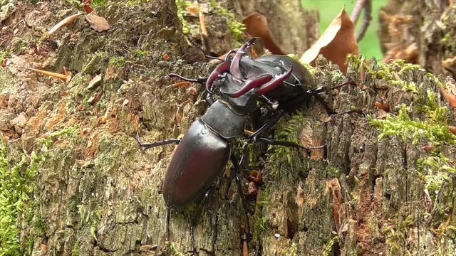 Hirschk&auml;fer (Lucanus cervus) im Wald