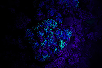 Scuba diving night UV fluorescent coral reef at the Red Sea, Egypt