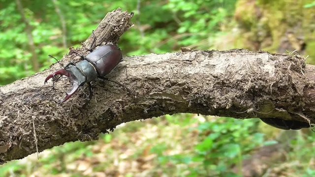 Hirschk&auml;fer (Lucanus cervus) im Wald