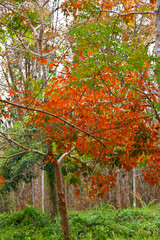 Rubber Tree plantation. Krabi province, Andaman Sea, Thailand, Asia