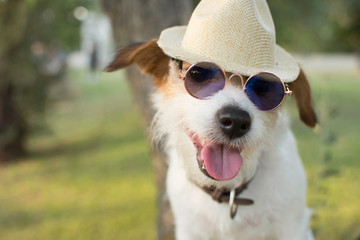 PORTRAIT SUMMER DOG. JACK RUSSELL  WEARING BLUE MIRROR GLASSES AND HAT. NATURAL DEFOCUSED GREEN BACKGROUND