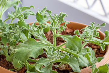 Vegetable salad green or Mesembryanthemum crystallinum In the plastic pot