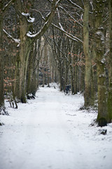 Snow covered path in the forest