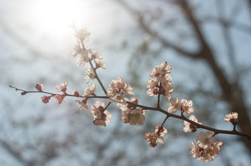 art Beautiful Spring Flowers