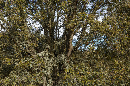 Encina, carrasca. Quercus ilex.