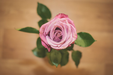 Fototapeta premium art Beautiful Spring Flowers
