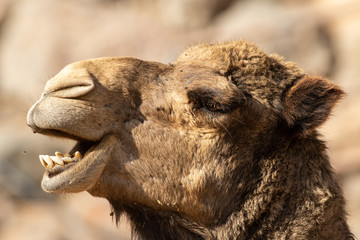 Camel