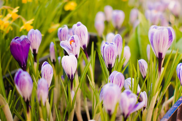 art Beautiful Spring Flowers