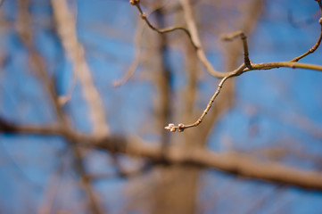 art Beautiful Spring Flowers