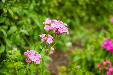 art Beautiful Spring Flowers