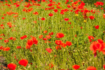 art Beautiful Spring Flowers