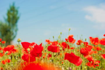 Naklejka premium art Beautiful Spring Flowers