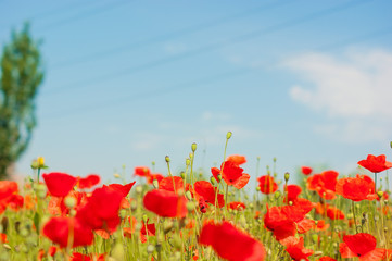 Naklejka premium art Beautiful Spring Flowers