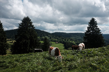 Obraz premium Panoramic view of the mountains at the aulxures sur moselotte