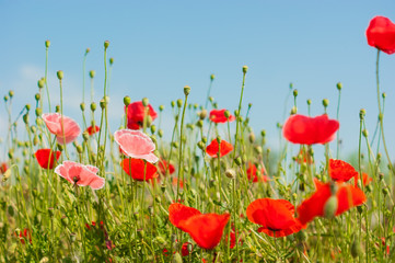 art Beautiful Spring Flowers