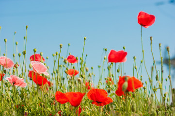 art Beautiful Spring Flowers