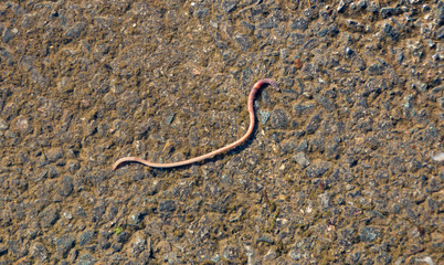 earthworm on wet pavement, close-up, in a puddle