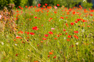 art Beautiful Spring Flowers