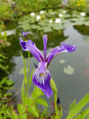 Sumpfiris; Iris versicolor