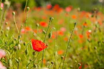 Naklejka premium art Beautiful Spring Flowers