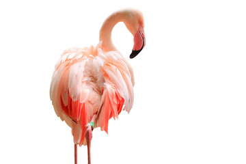 Flamingo on the white background