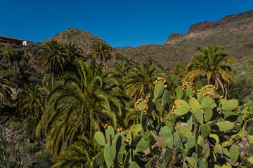 Fototapeta na wymiar Canary islands gran canaria sunny day