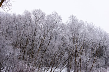 Winter weather. White snow covered the ground. copy space