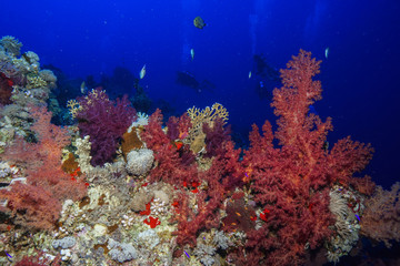 Fototapeta na wymiar Coral reef at the Red Sea Egypt
