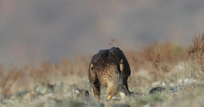 Golden eagle, Aquila chrysaetos, in grey stone habitat, Rhodopes, Bulgaria. Eagle and cow carcass. Bird feeding behaviour in rocky mountain. Wildlife scene from European nature. Rocky hill with bird.