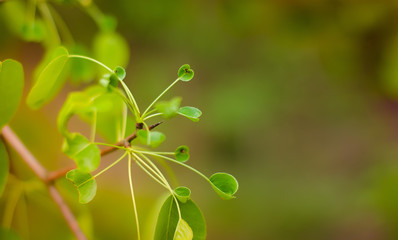 art Beautiful Spring Flowers