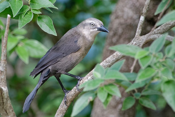 Quiscale merle femelle