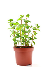 Fresh mint in a pot isolated on white background.