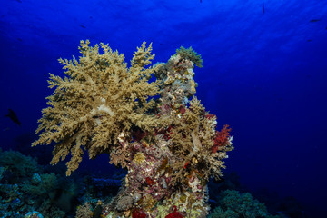 Naklejka na ściany i meble Coral reef at the Red Sea Egypt