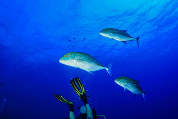 Tropical fish at the Red Sea, Egypt