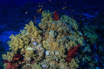 Naklejka na ściany i meble Coral reef at the Red Sea Egypt
