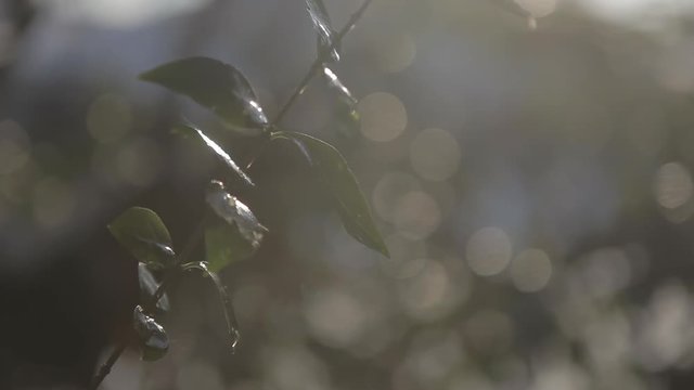 Spring season. Snow and drops of water and branch with leaves against blurred background with boket effect on a sunny afternoon and nice light reflections and depth of fields