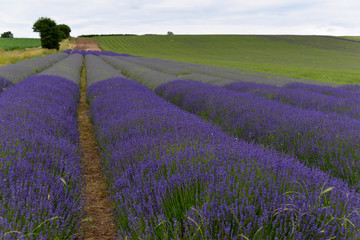 Plakat Lavendel (Lavandula sp.), Lavendelfeld, blühend, England, Großbritannien, Europa