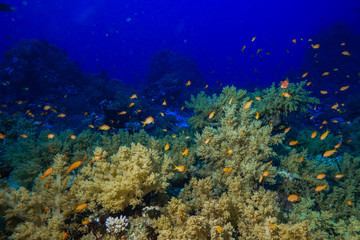 Plakat Coral reef at the Red Sea Egypt