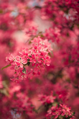 Bougainvillea tree in the garden.