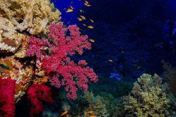 Fototapeta na wymiar Coral reef at the Red Sea Egypt