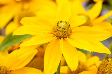Rudebeckia (Sophia Yellow)