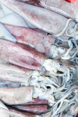 Fresh squid in seafood market