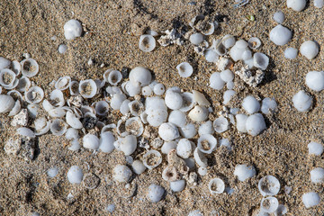 Sand and seashells background