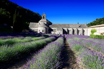 Zisterzienserabtei Abbaye Notre-Dame de Sénanque mit Lavendelfeld, Vaucluse, Provence, Region Provence-Alpes-Côte d’Azur, Frankreich, Europa