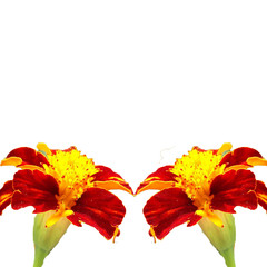 red marigold flowers isolated on white background