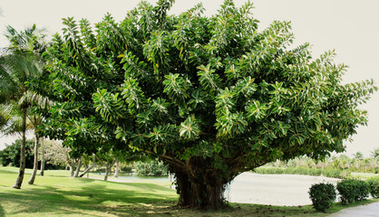 Fototapeta na wymiar arbre géant