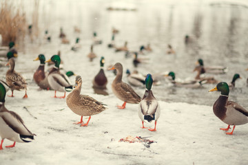 duck on the winter snow