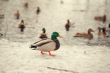 duck on the winter snow
