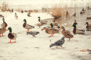 duck on the winter snow